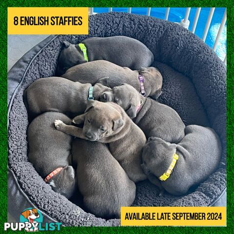 Blue English Staffordshire Staffie Puppies