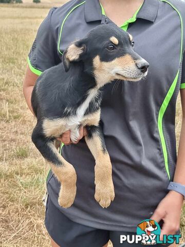 Kelpie - Collie Pups