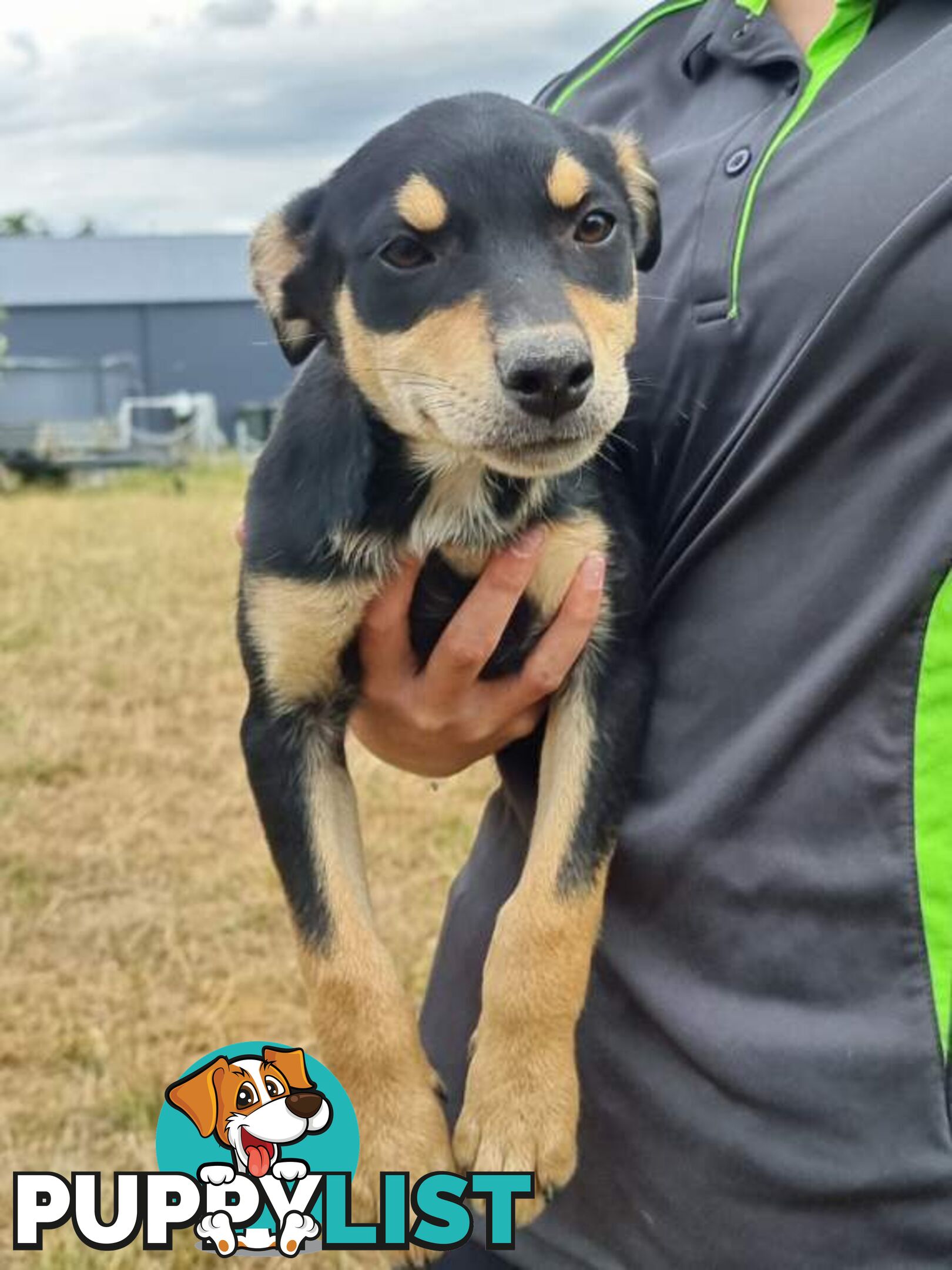 Kelpie - Collie Pups