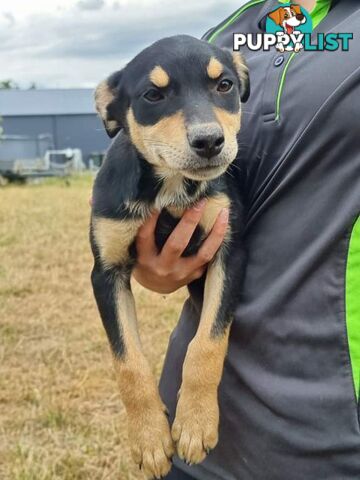 Kelpie - Collie Pups