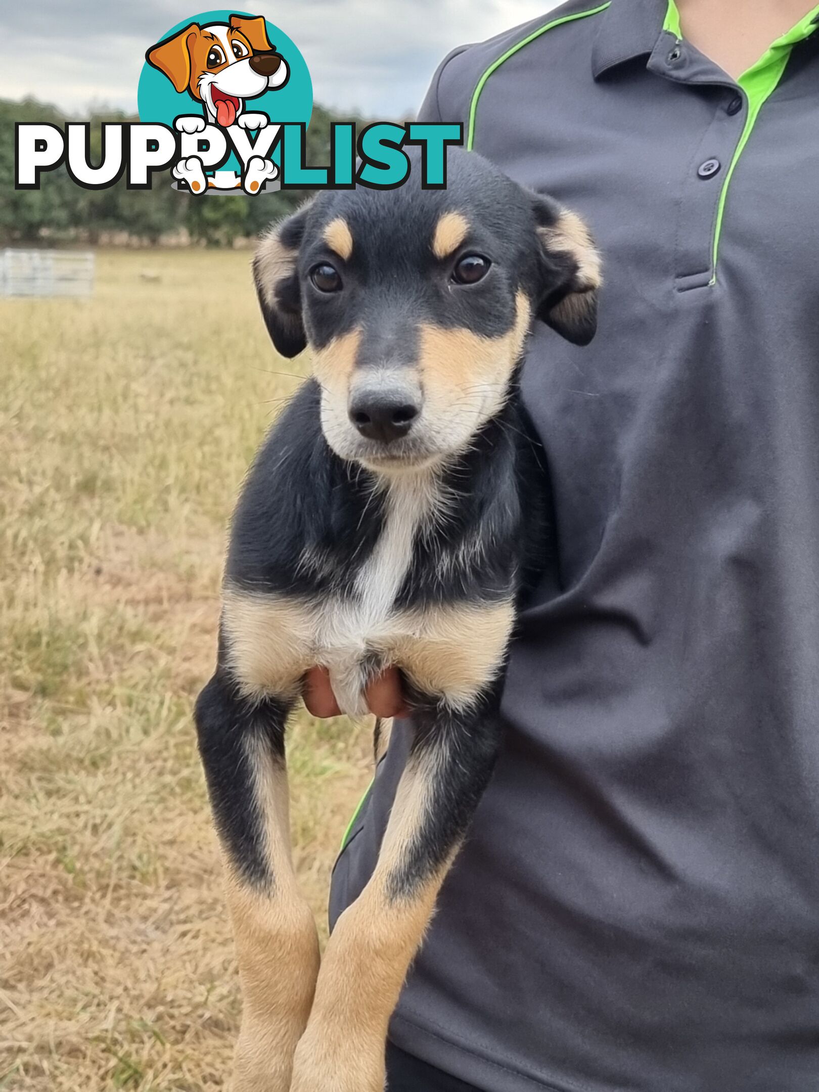 Kelpie - Collie Pups