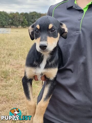 Kelpie - Collie Pups