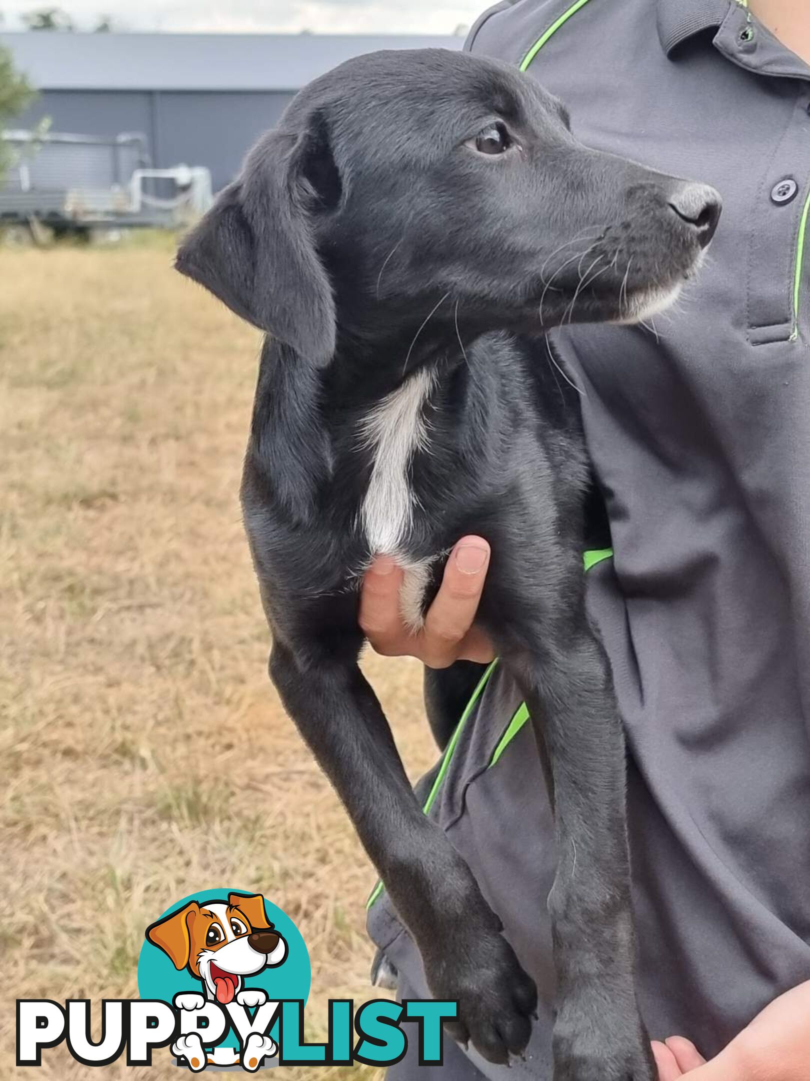 Kelpie - Collie Pups