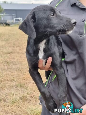 Kelpie - Collie Pups