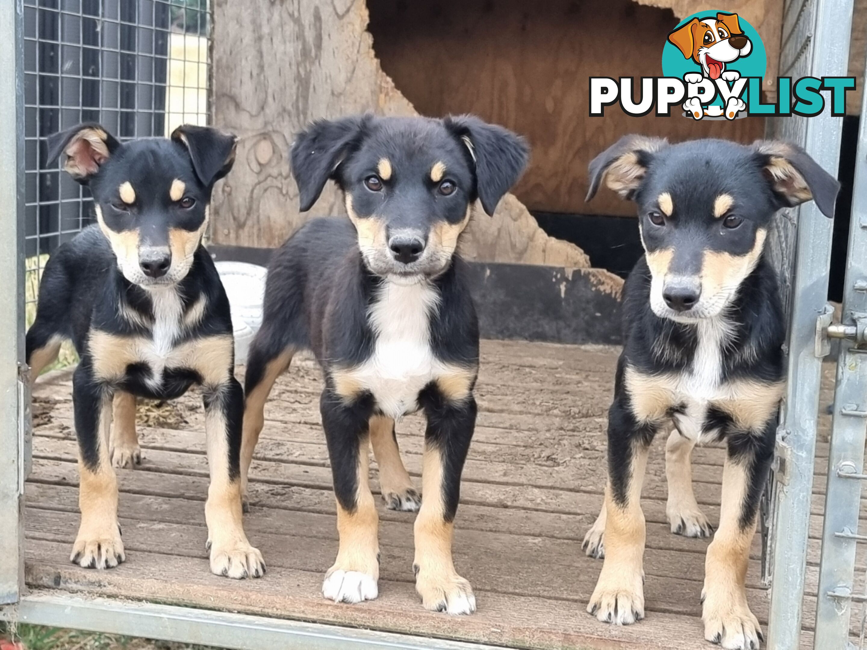 Kelpie - Collie Pups