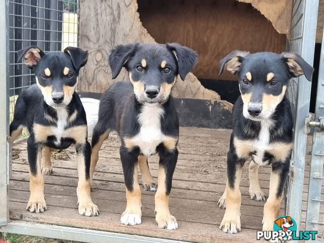 Kelpie - Collie Pups