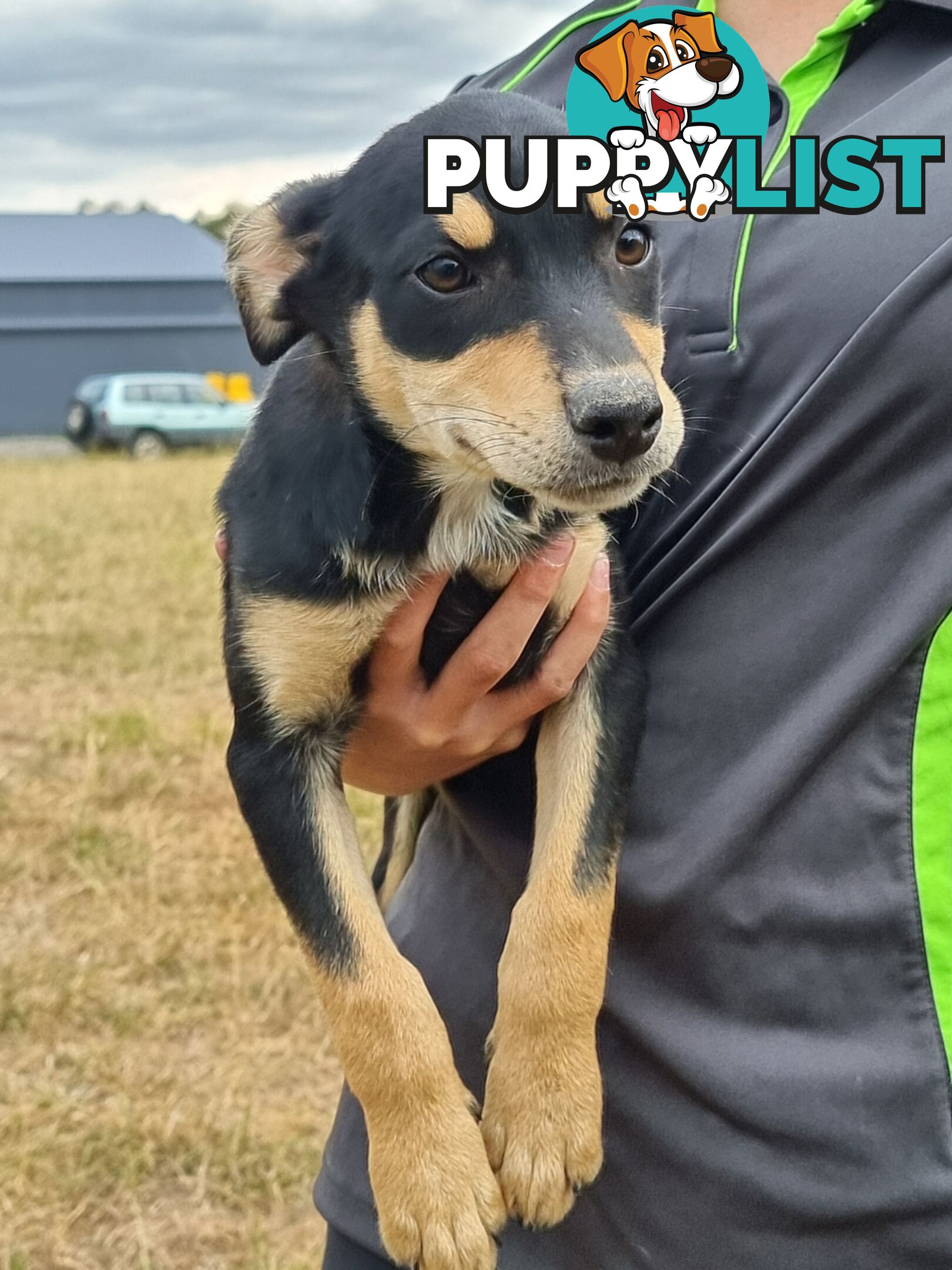 Kelpie - Collie Pups