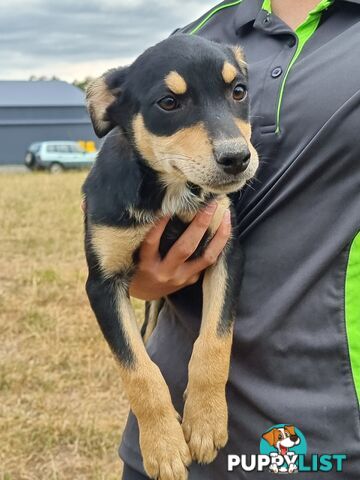 Kelpie - Collie Pups