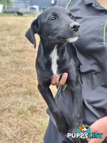 Kelpie - Collie Pups