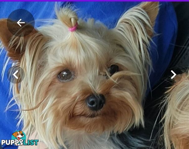 Yorkshire Terrier