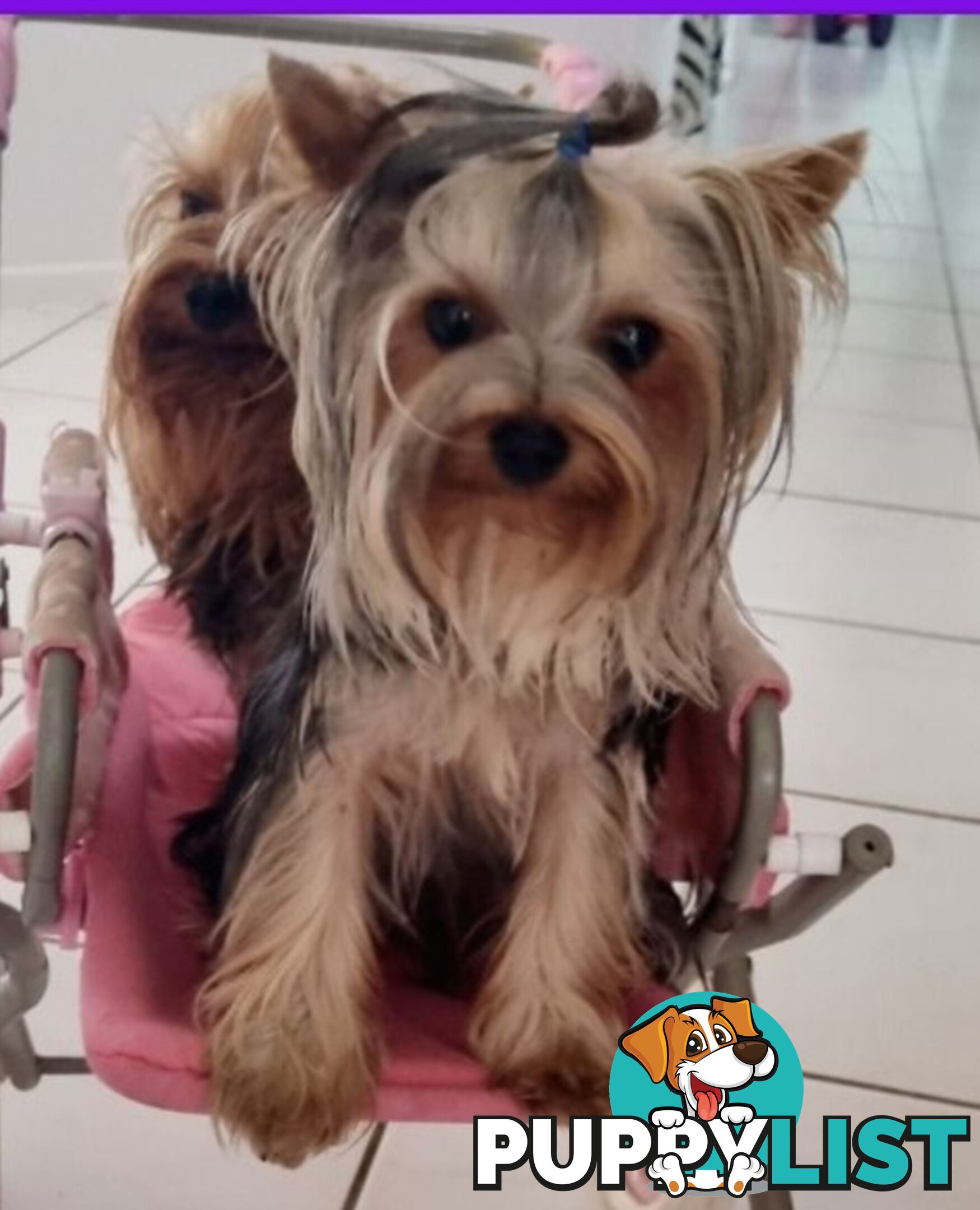 Yorkshire Terrier