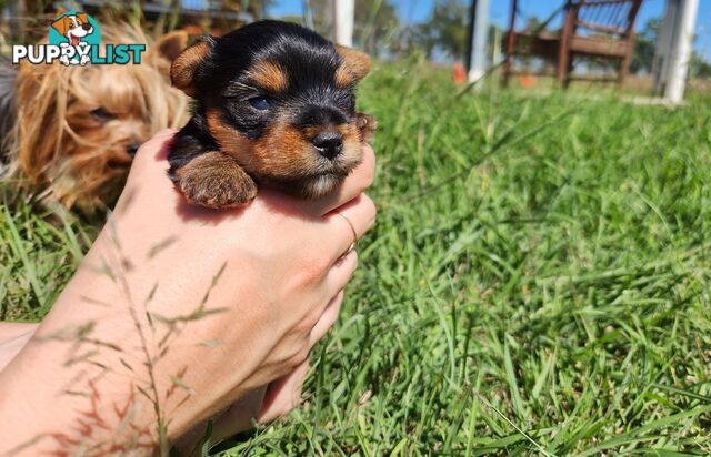 Yorkshire Terrier