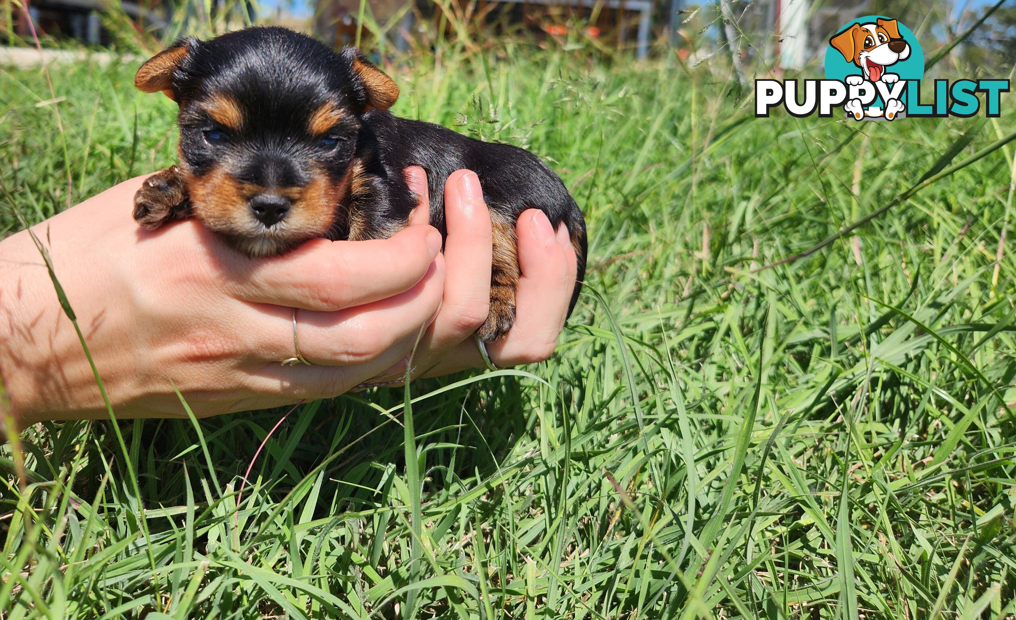 Yorkshire Terrier