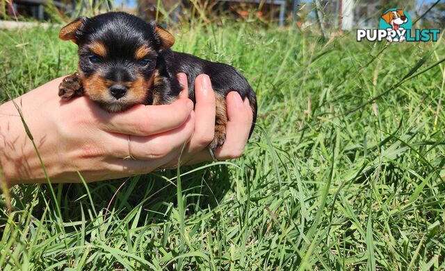 Yorkshire Terrier