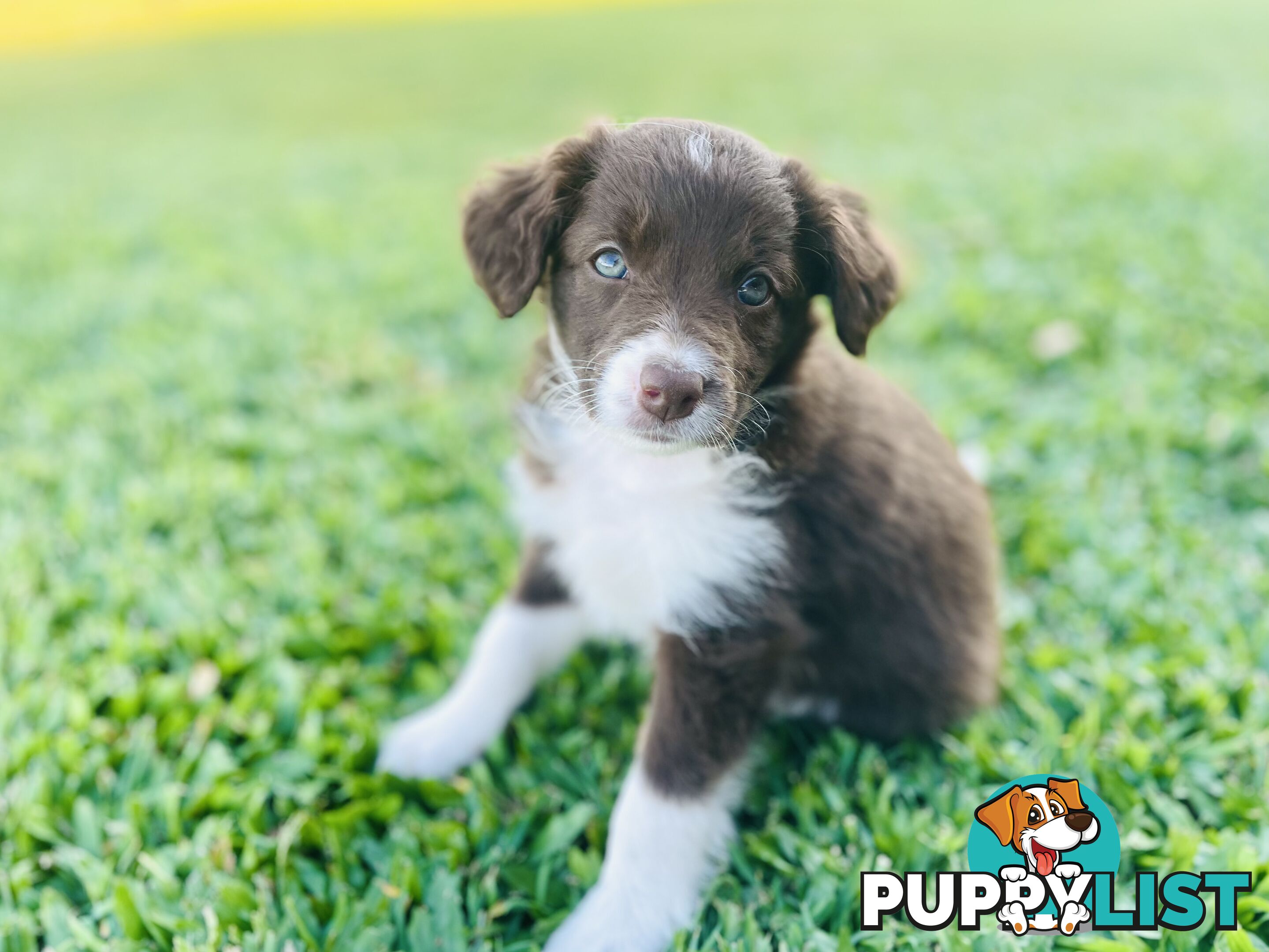 Minature Bordoodle Puppies - Border Collie / Poodle