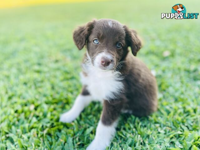 Minature Bordoodle Puppies - Border Collie / Poodle