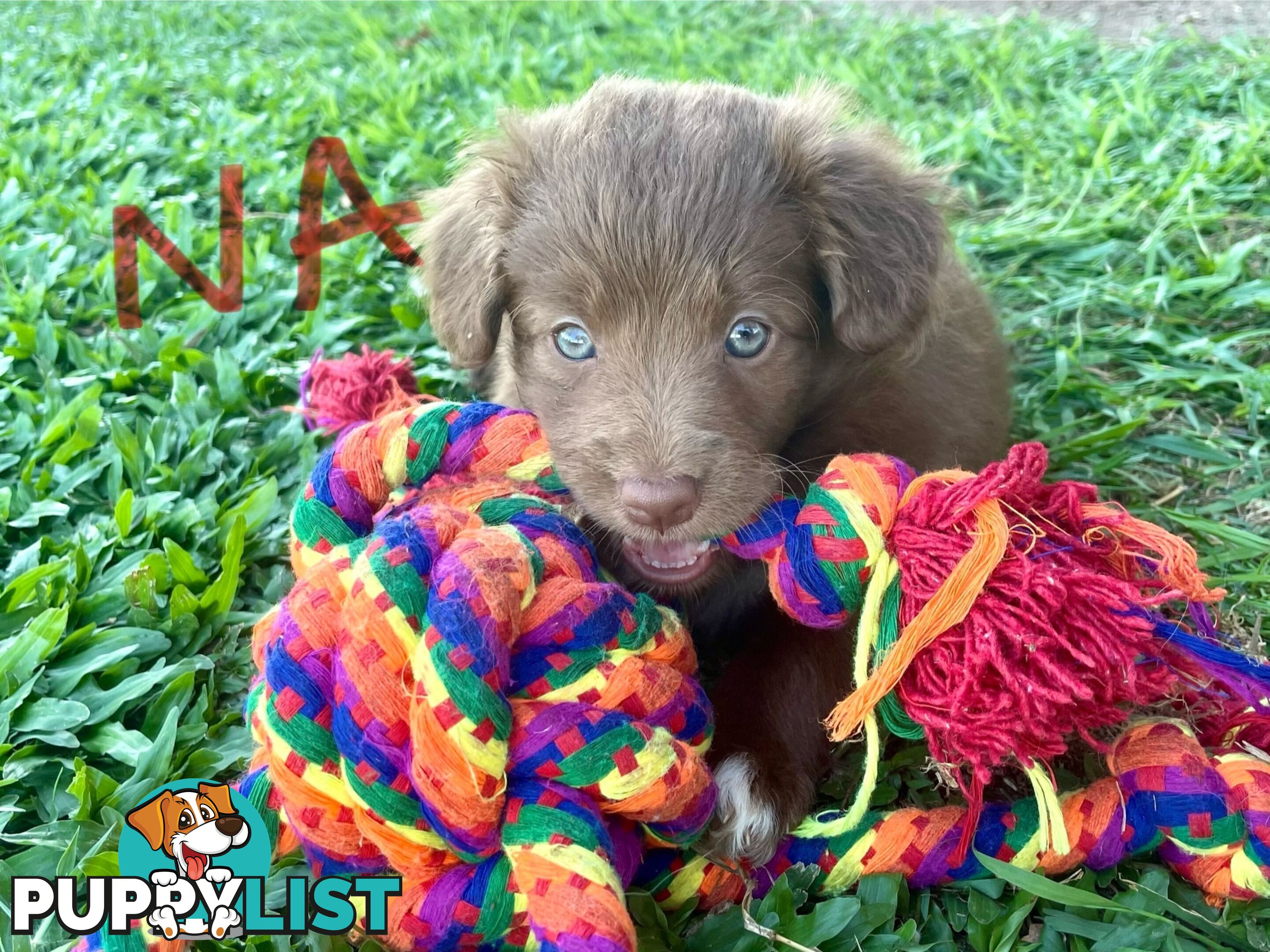 Minature Bordoodle Puppies - Border Collie / Poodle