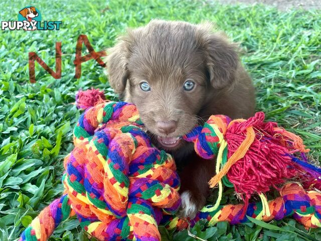 Minature Bordoodle Puppies - Border Collie / Poodle