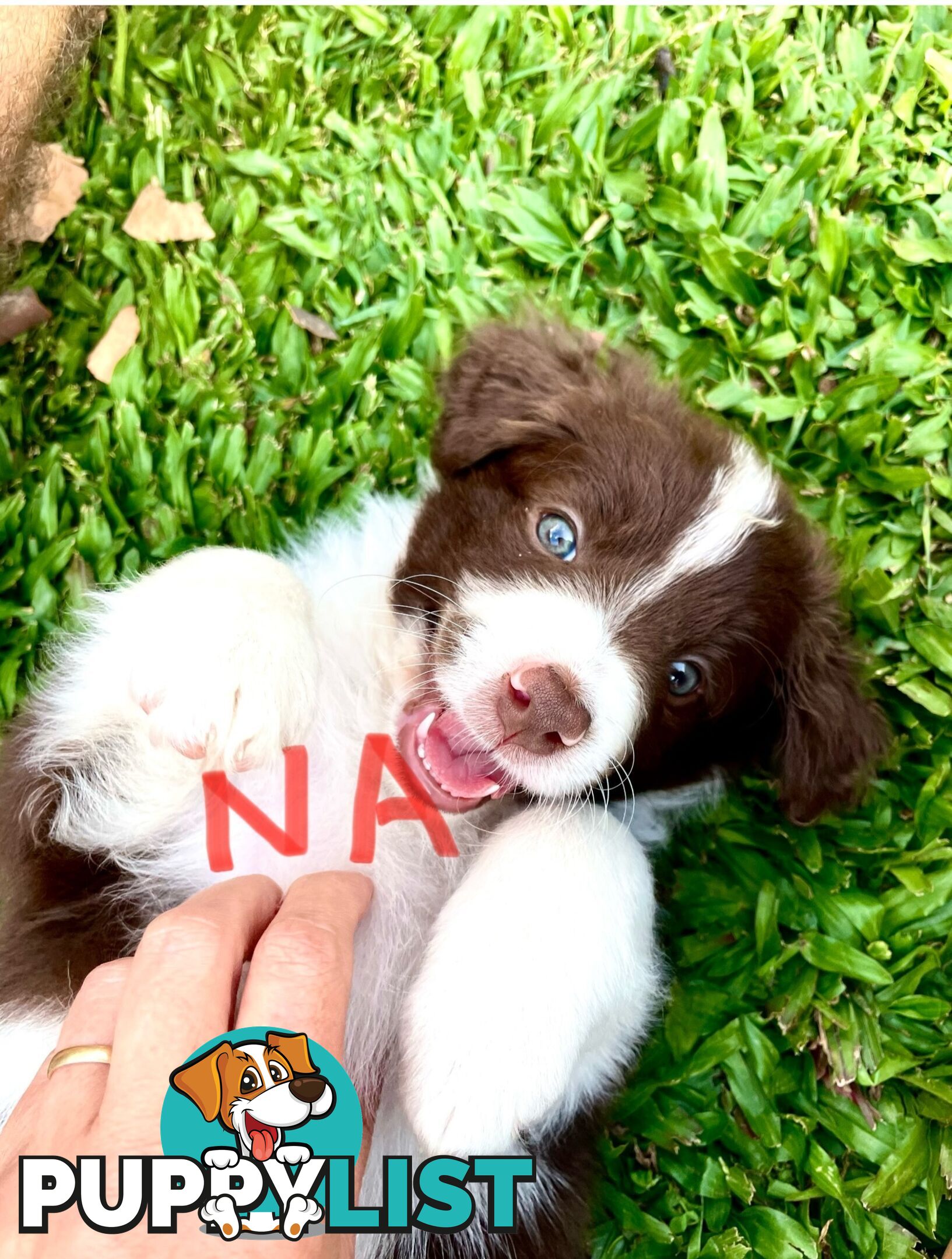 Minature Bordoodle Puppies - Border Collie / Poodle