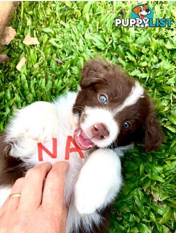 Minature Bordoodle Puppies - Border Collie / Poodle