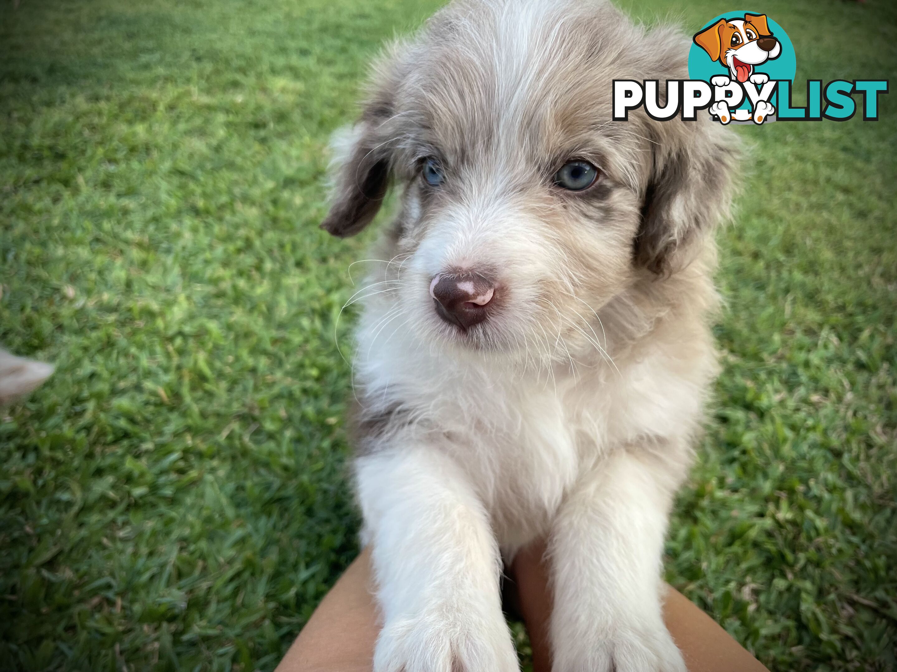 Minature Bordoodle Puppies - Border Collie / Poodle