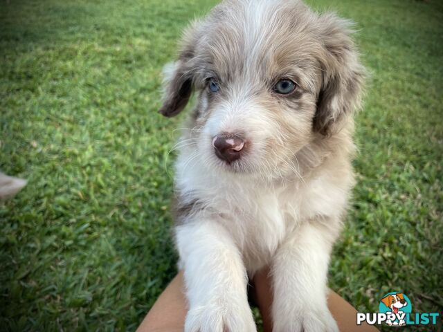 Minature Bordoodle Puppies - Border Collie / Poodle