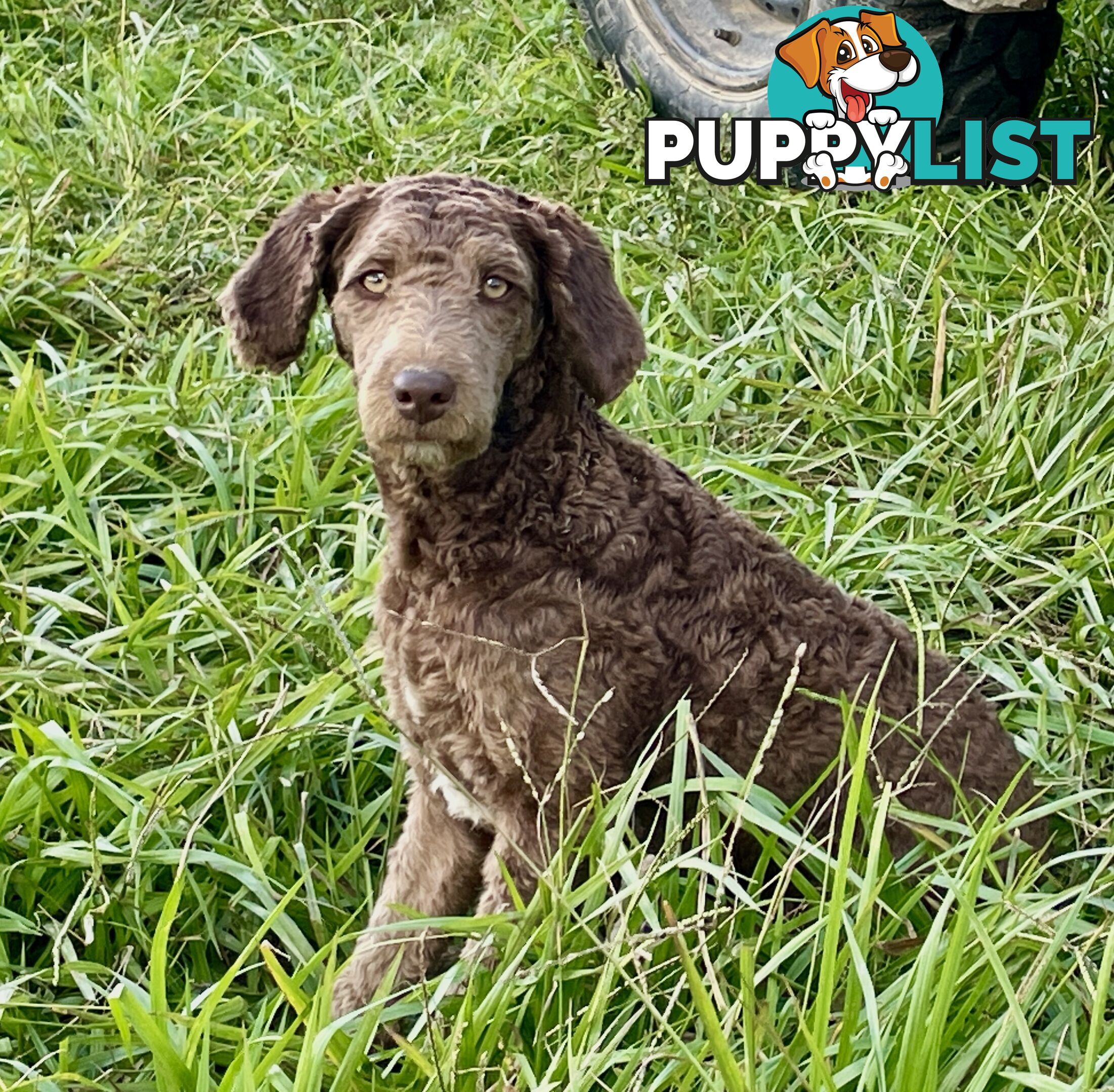 Minature Bordoodle Puppies - Border Collie / Poodle