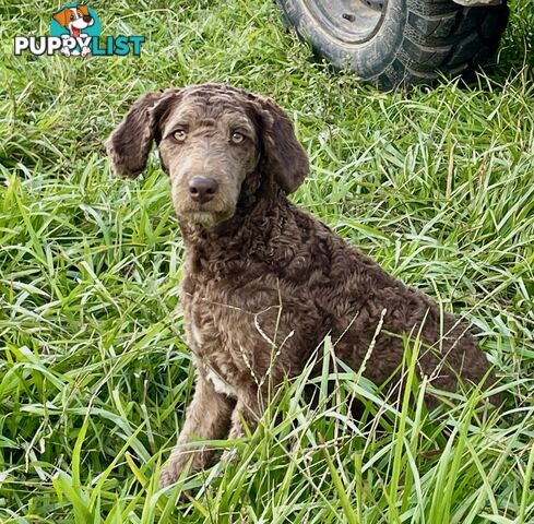 Minature Bordoodle Puppies - Border Collie / Poodle