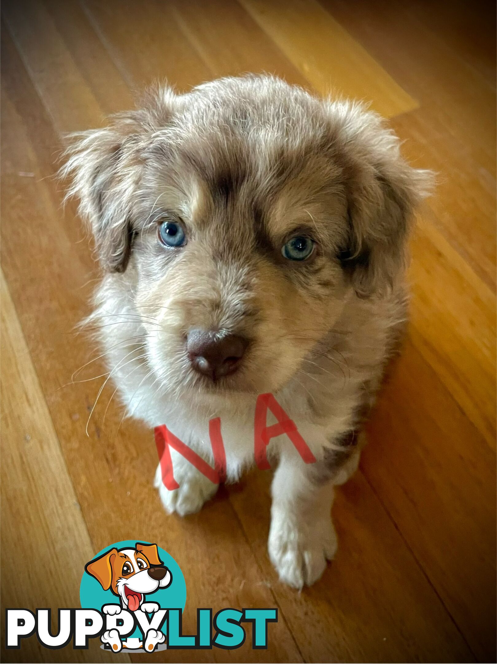 Minature Bordoodle Puppies - Border Collie / Poodle