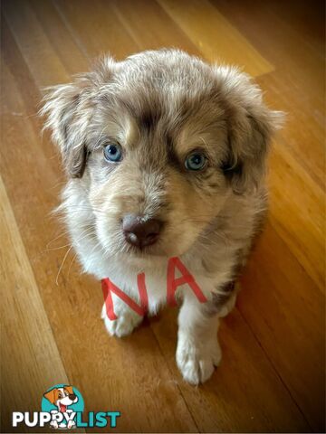 Minature Bordoodle Puppies - Border Collie / Poodle