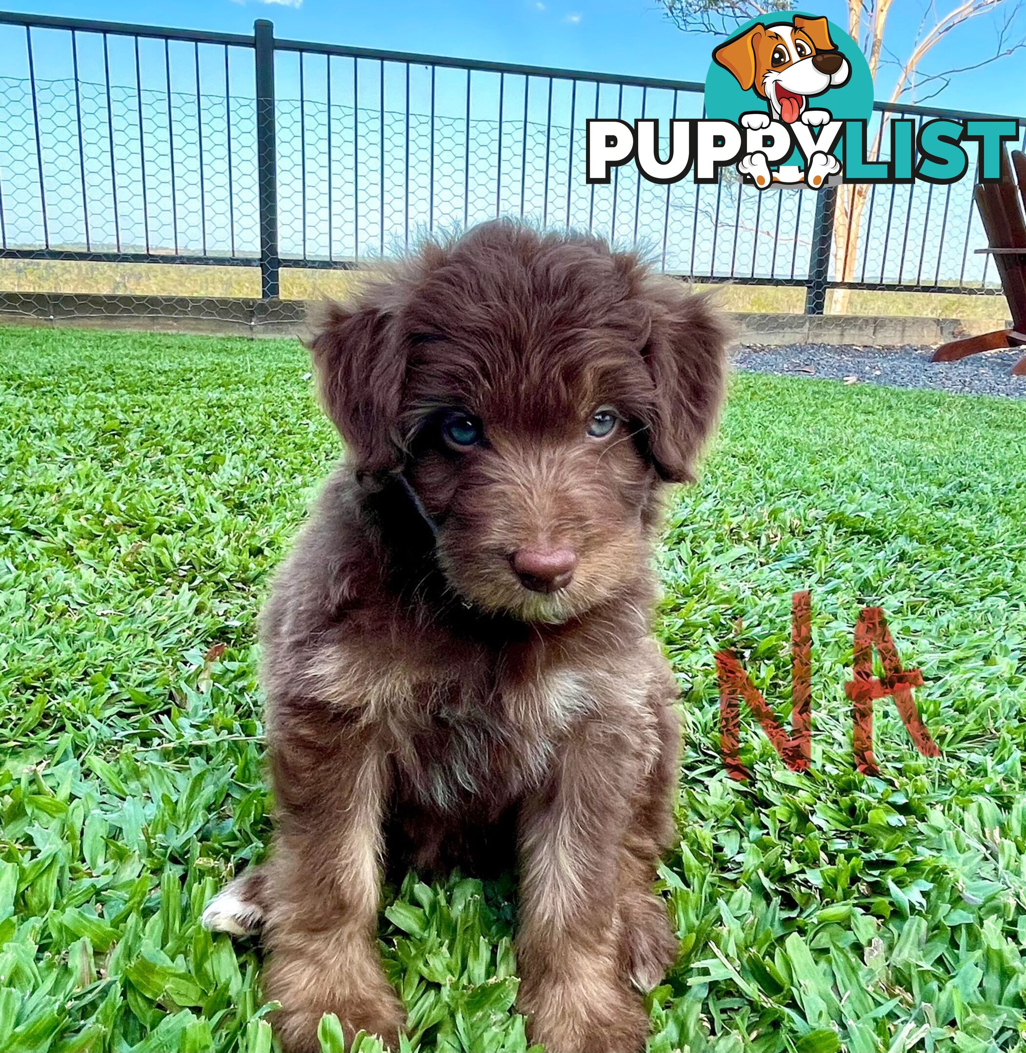 Minature Bordoodle Puppies - Border Collie / Poodle