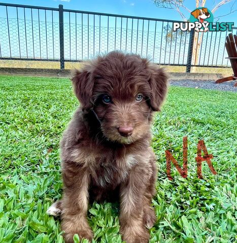 Minature Bordoodle Puppies - Border Collie / Poodle