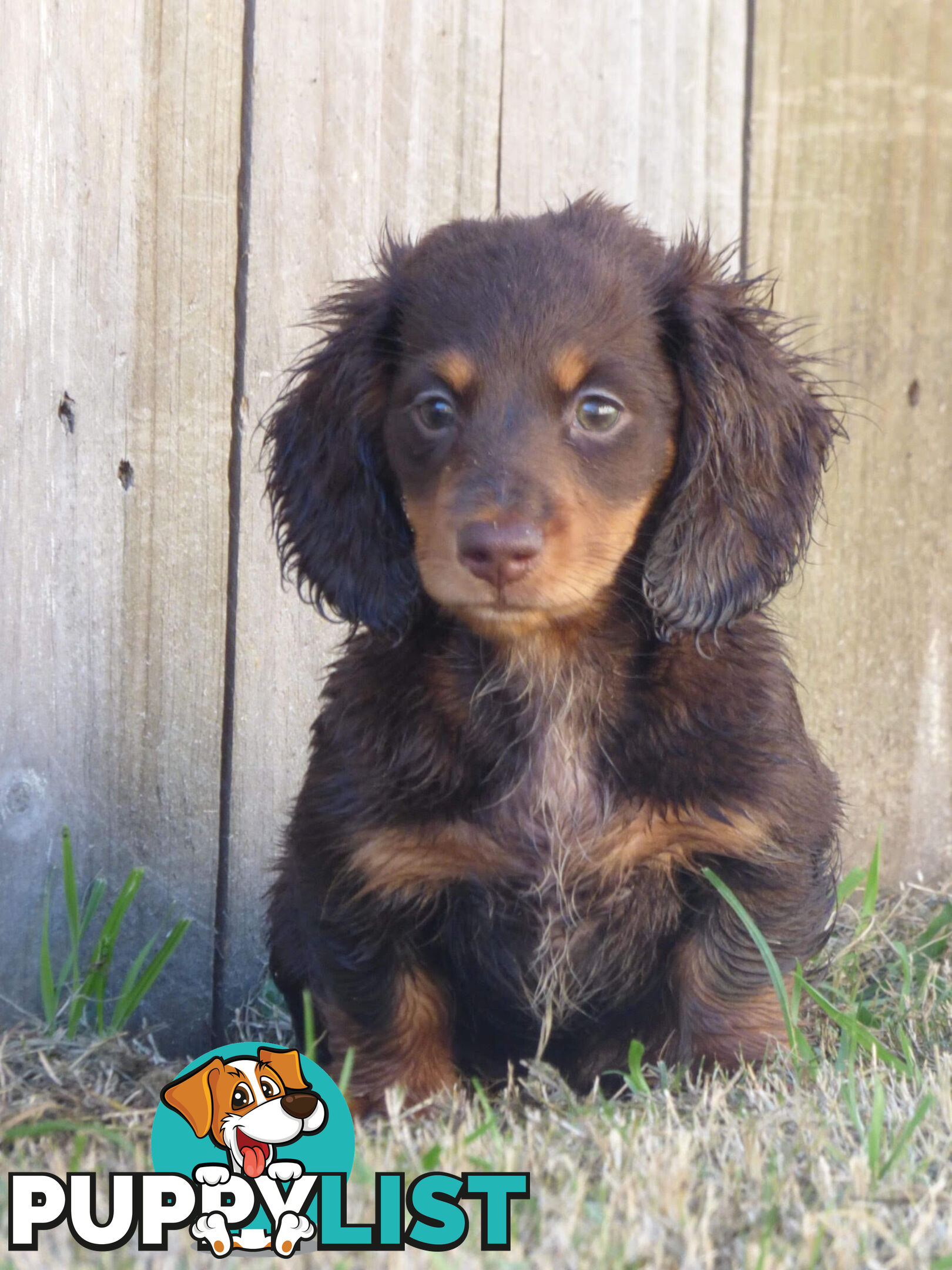 Miniature long haired dachshund puppies