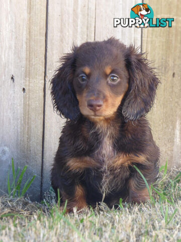 Miniature long haired dachshund puppies