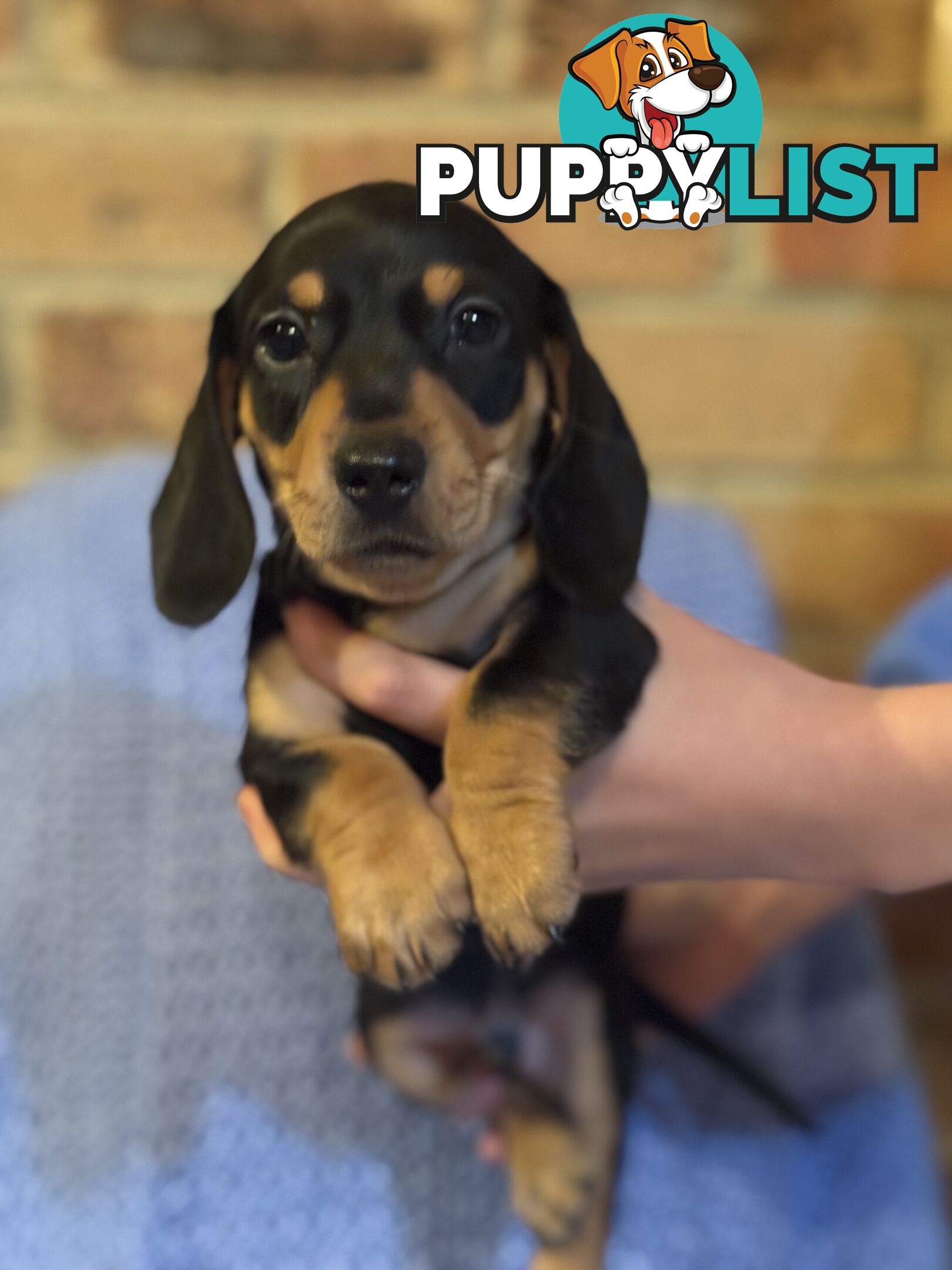 Miniature dachshund puppy