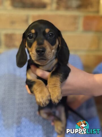 Miniature dachshund puppy