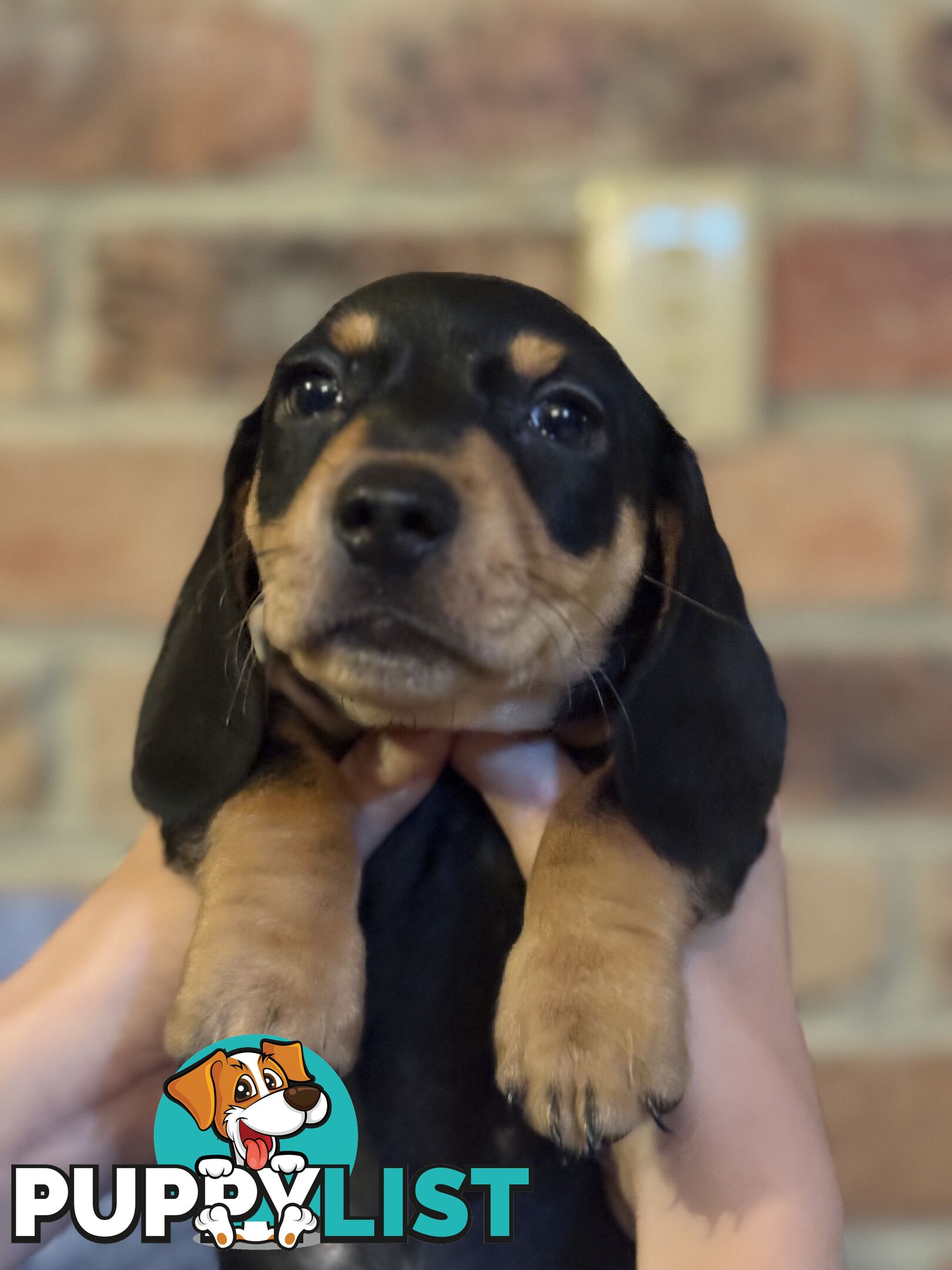 Miniature dachshund puppy