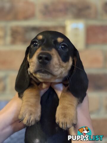 Miniature dachshund puppy