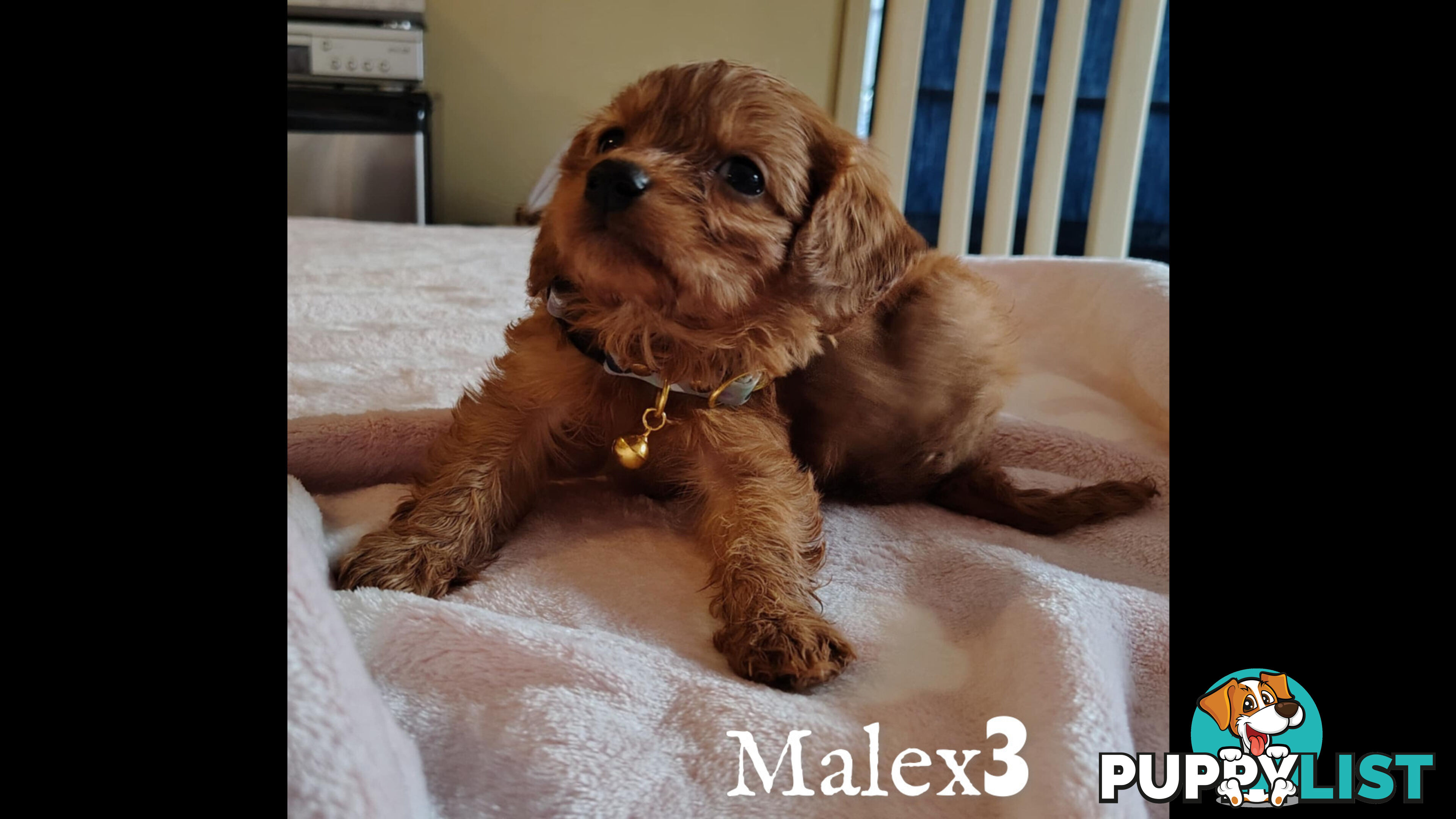 Toy Cavoodles for Hugs and Snugoodles