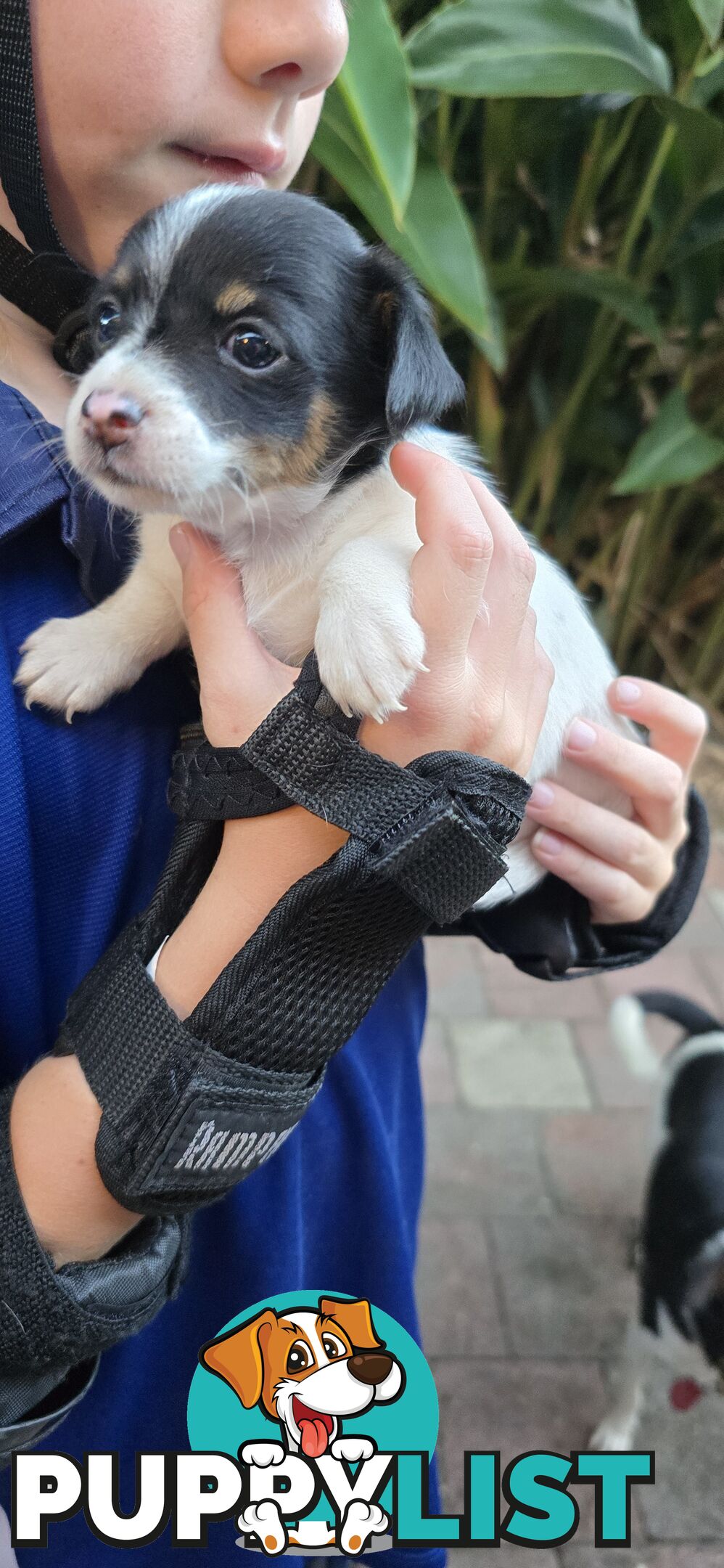 Fox Terrier Puppies