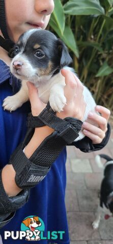 Fox Terrier Puppies