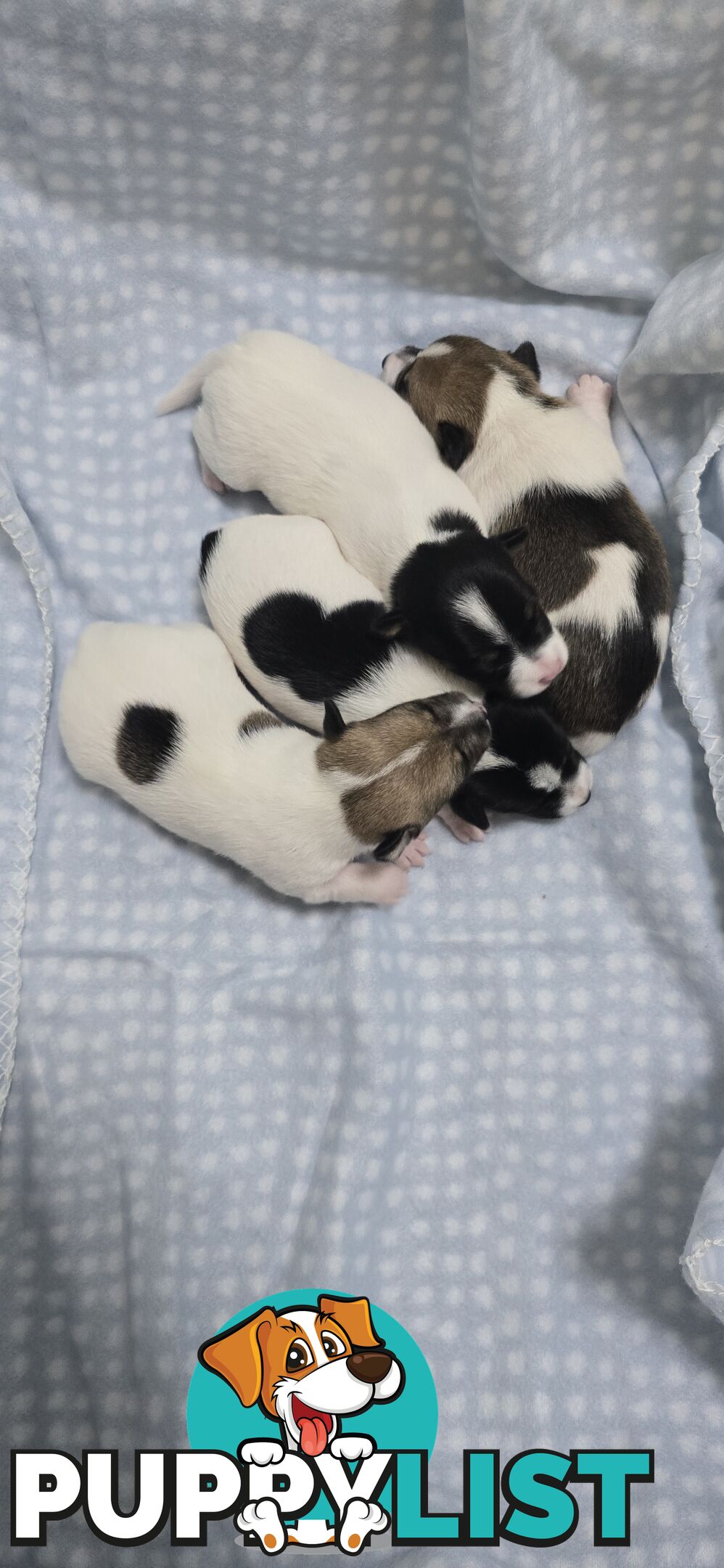 Fox Terrier Puppies