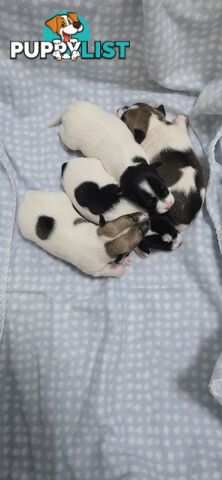 Fox Terrier Puppies