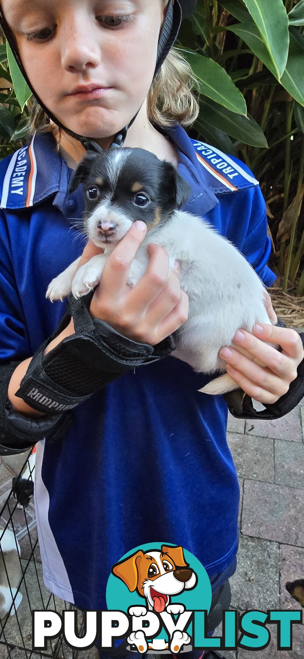 Fox Terrier Puppies