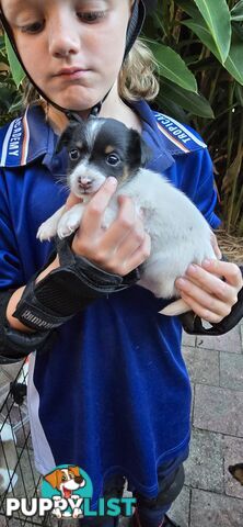 Fox Terrier Puppies