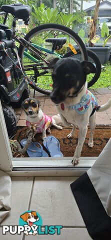 Fox Terrier Puppies