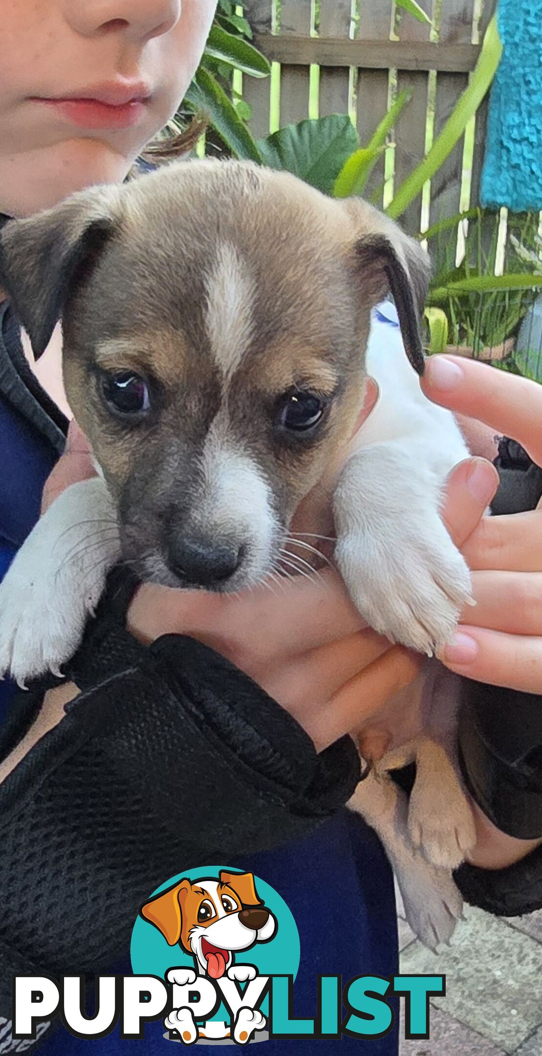 Fox Terrier Puppies