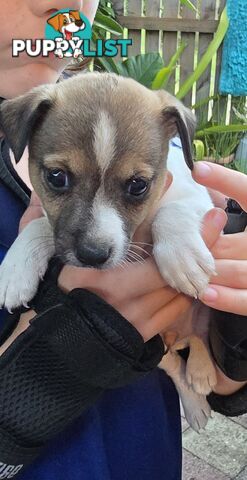 Fox Terrier Puppies