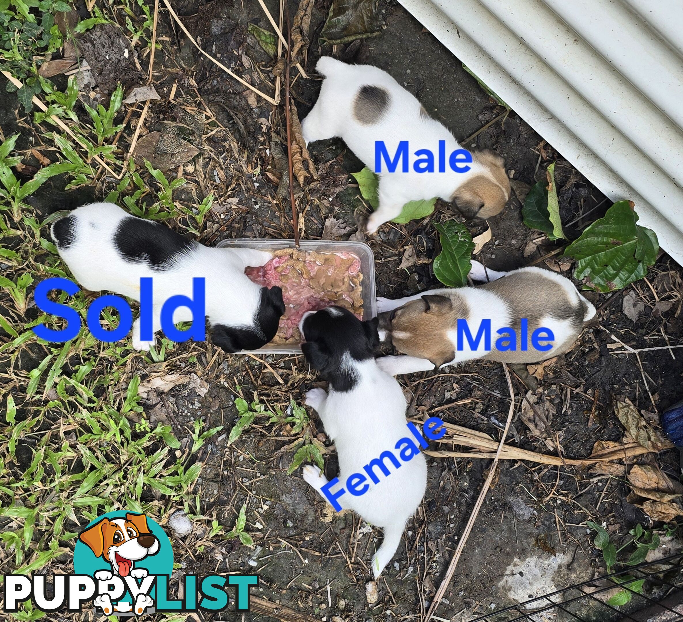 Fox Terrier Puppies