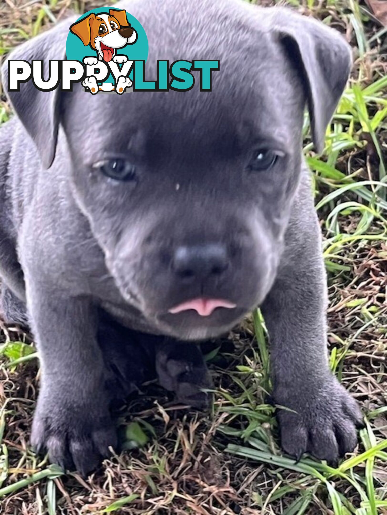 Pure Breed Blue Staffy